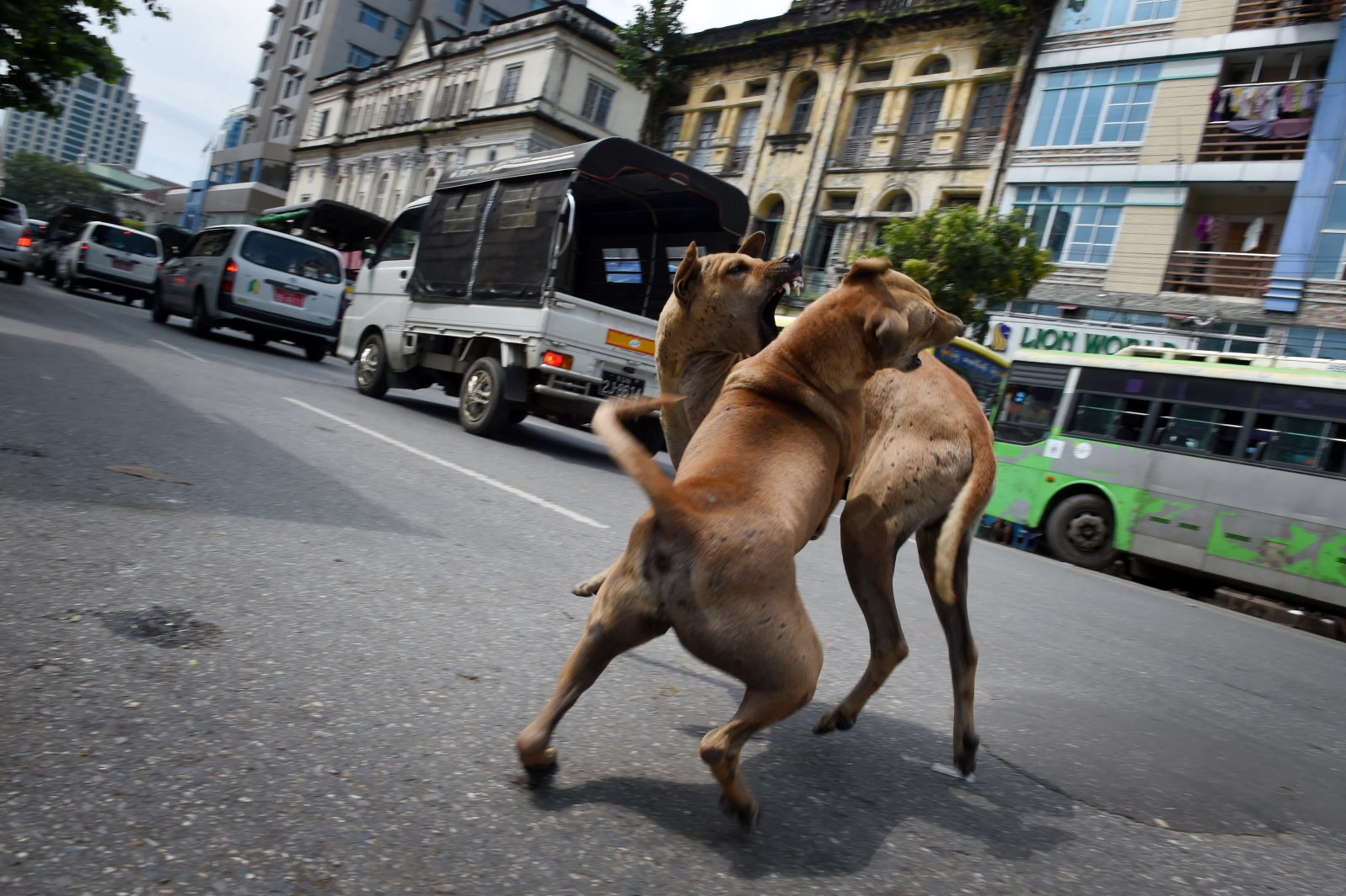Two stray dogs fight in a street in Yangon on October 3, 2016. (AFP)