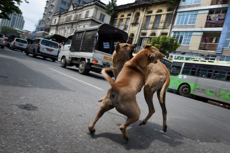 Two stray dogs fight in a street in Yangon on October 3, 2016. (AFP)